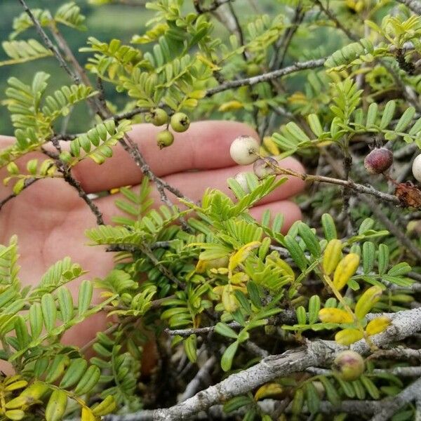 Osteomeles anthyllidifolia Owoc