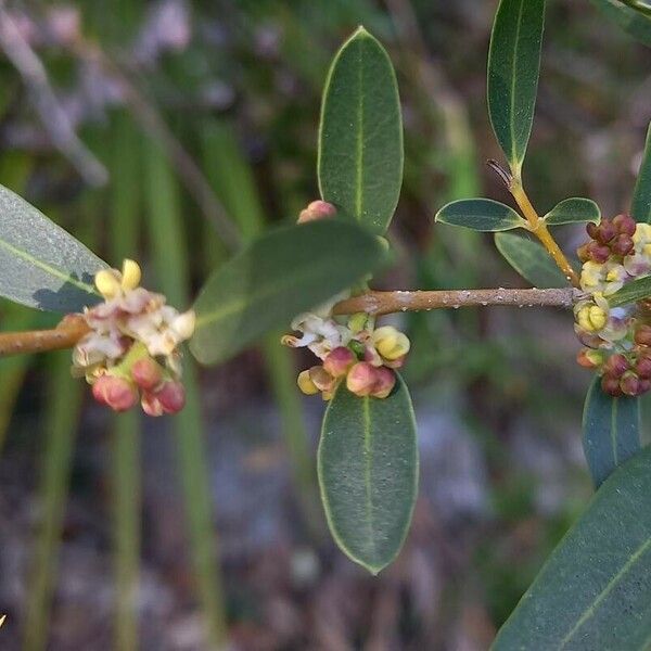 Phillyrea angustifolia Flower