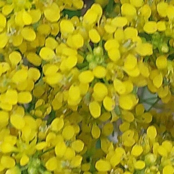 Lobularia maritima Flor