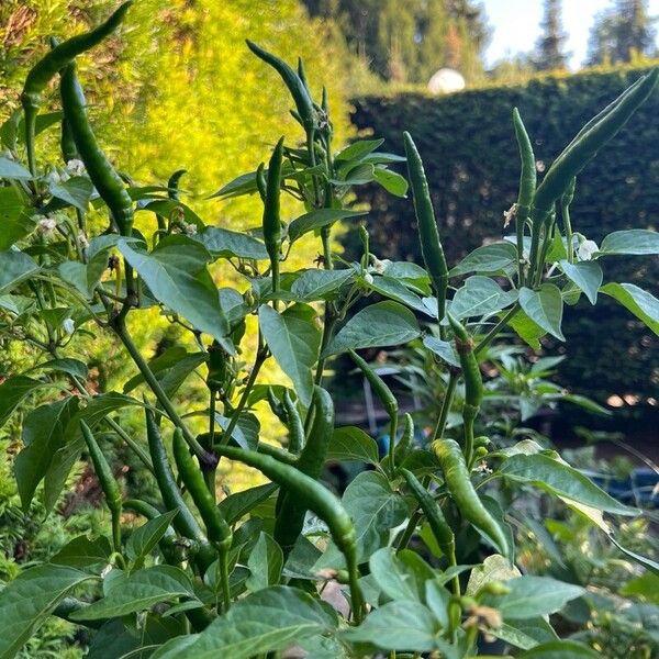 Capsicum frutescens Vrucht