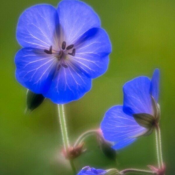 Geranium pratense Flor