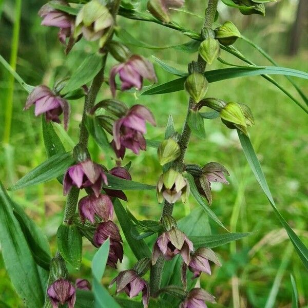 Epipactis helleborine Flor