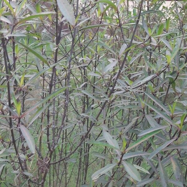 Barleria lupulina ഇല