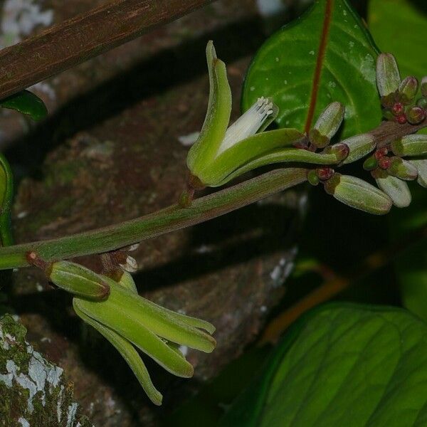 Homalolepis cedron Fruit