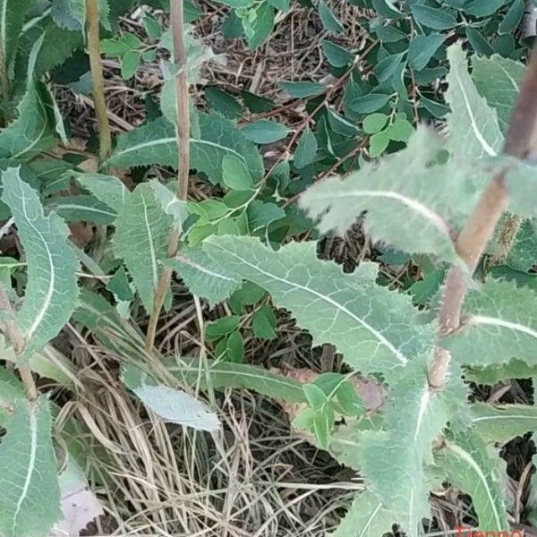 Lactuca virosa Leaf