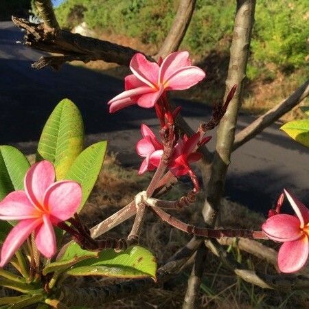 Plumeria rubra Квітка