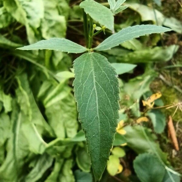 Sium sisarum Leaf