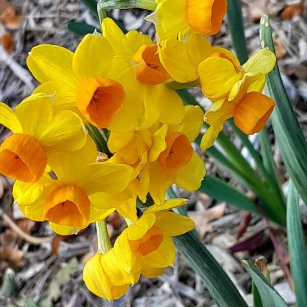 Narcissus tazetta Floare