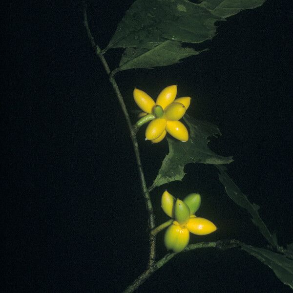 Clarisia ilicifolia Fruit