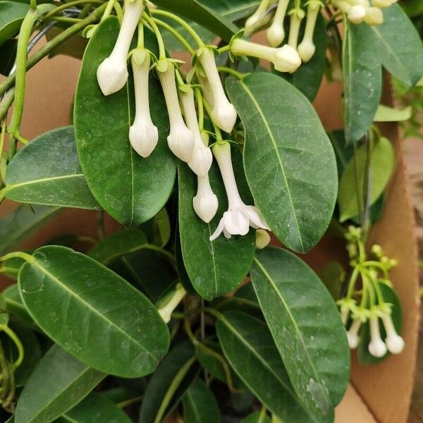 Stephanotis floribunda Flor