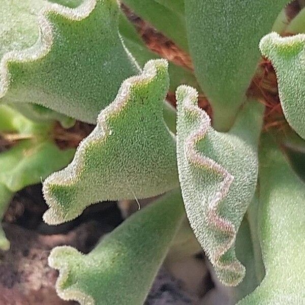 Adromischus cristatus Folio