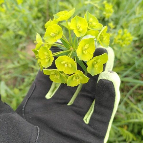 Euphorbia esula Flor