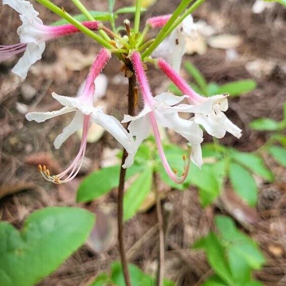 Rhododendron periclymenoides Kvet