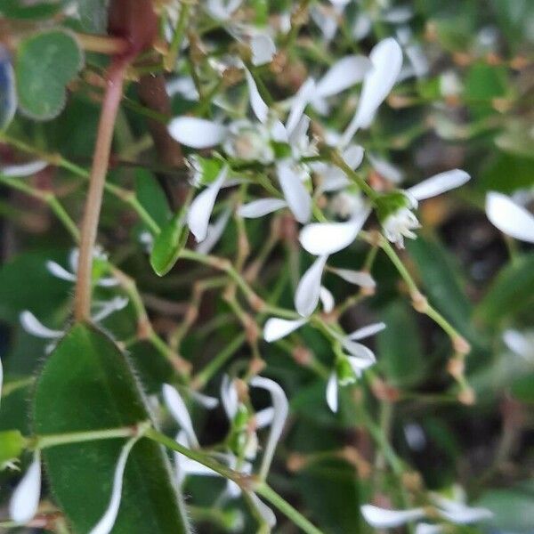 Euphorbia graminea Цвят