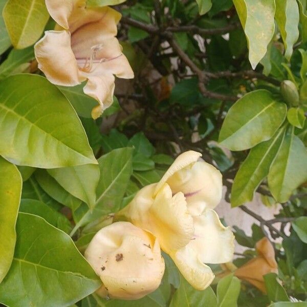 Solandra maxima Flower