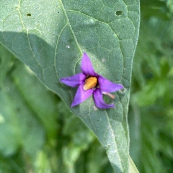 Solanum dulcamara Virág