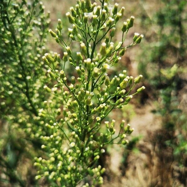 Conyza canadensis Frucht