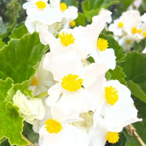 Begonia cucullata Lorea