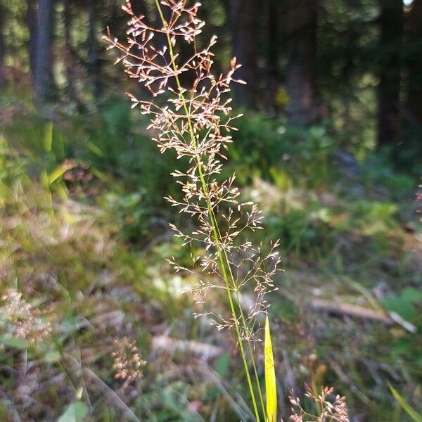 Agrostis gigantea Λουλούδι