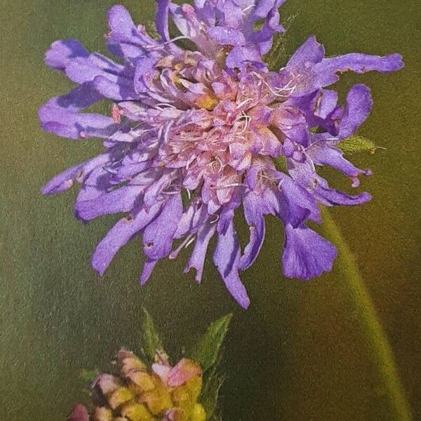 Knautia dipsacifolia Flower