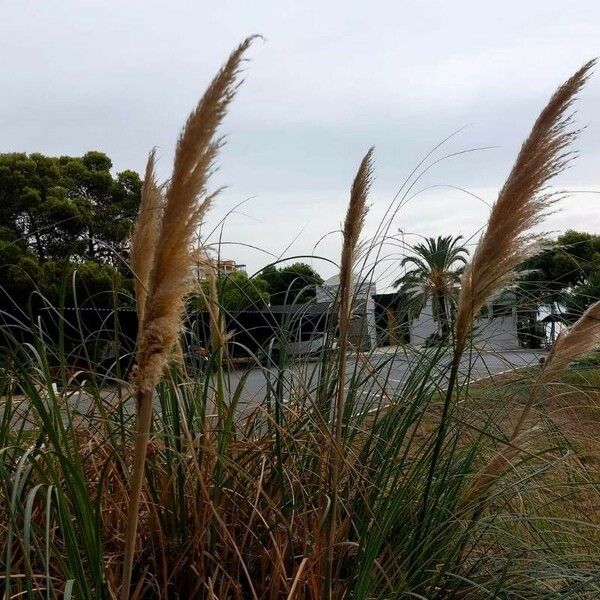 Cortaderia selloana Lapas