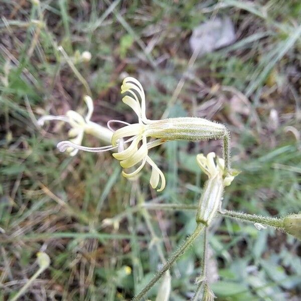 Silene nutans Floare