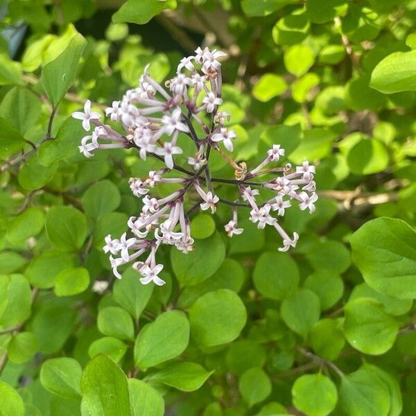 Syringa pubescens Foglia