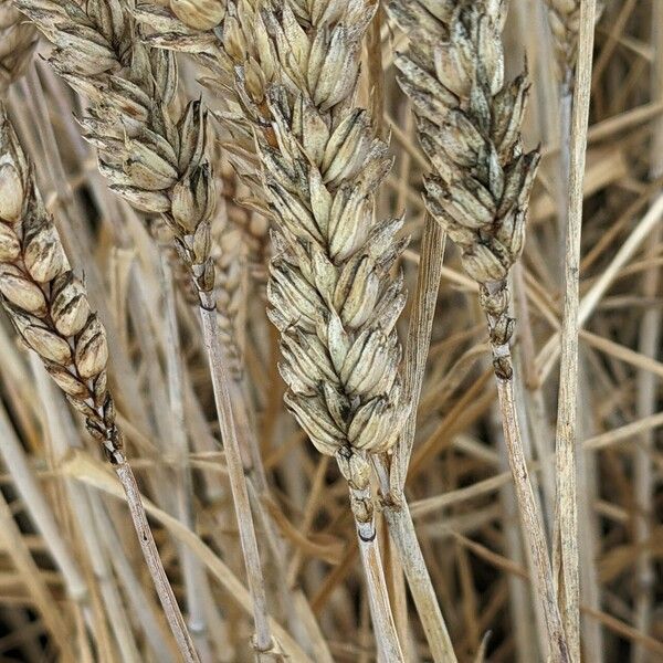 Triticum aestivum Fruit