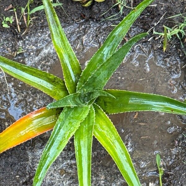 Aloe vaombe Deilen