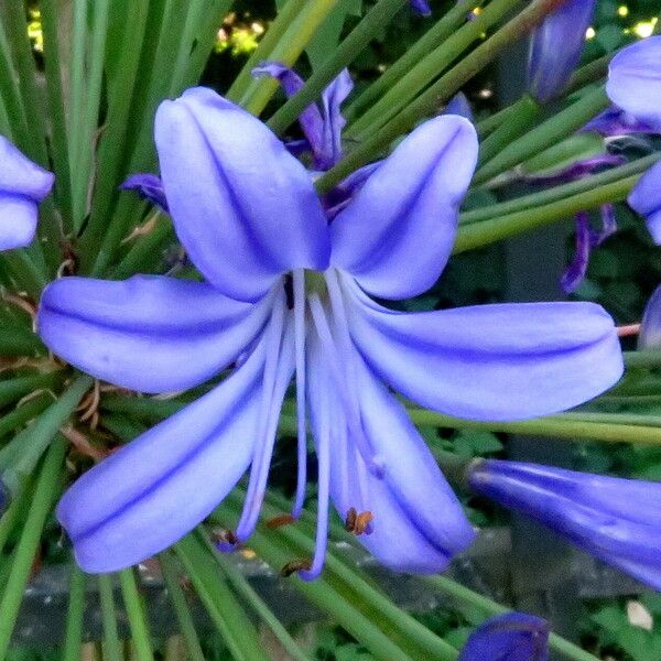 Agapanthus umbellatus Blomst