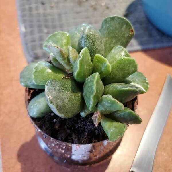 Adromischus cooperi Liść