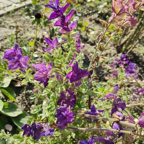 Salvia viridis Flower