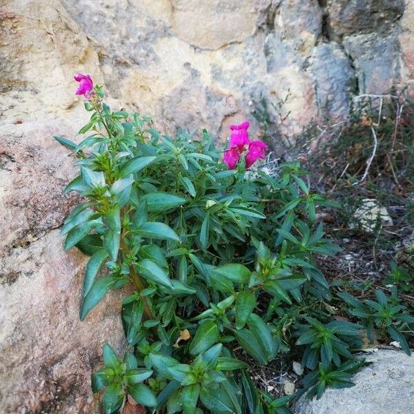 Antirrhinum majus Flor