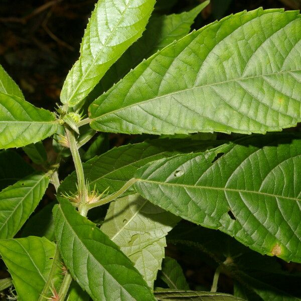 Acalypha apodanthes Blad