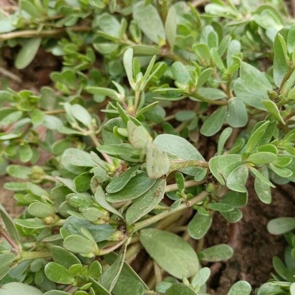 Portulaca oleracea Flower