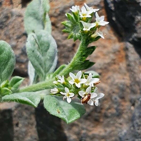 Heliotropium supinum Flower
