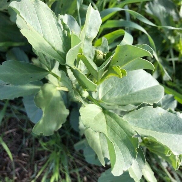 Vicia faba Feuille