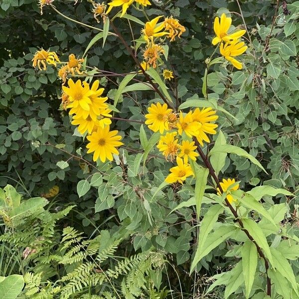 Helianthus strumosus Kwiat