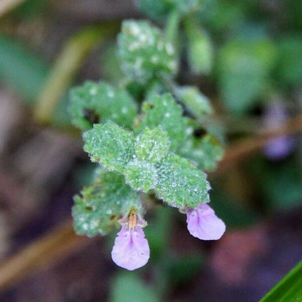 Teucrium scordium Flors