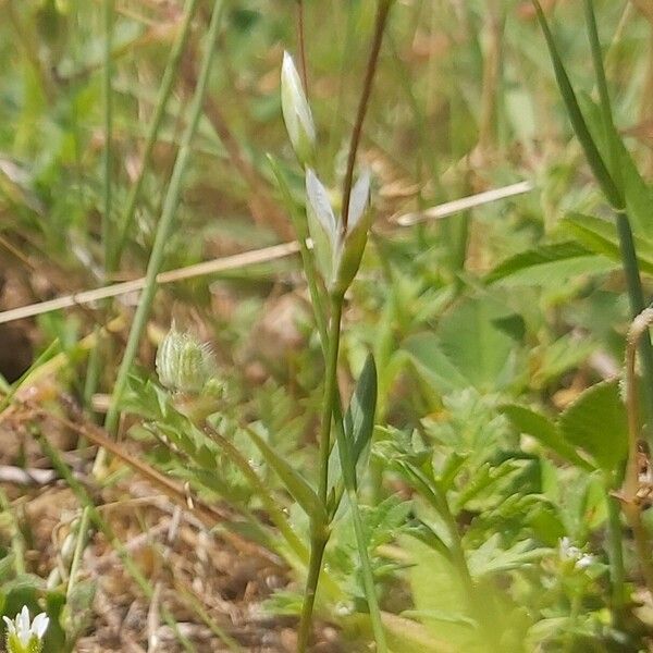 Moenchia graeca Flower