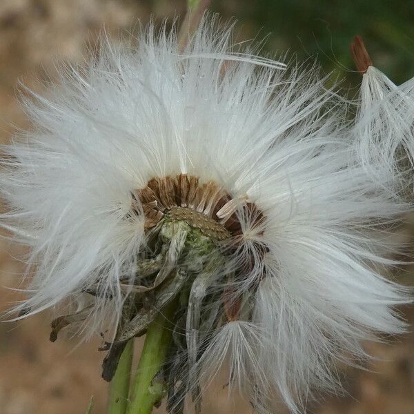 Sonchus maritimus Frutto