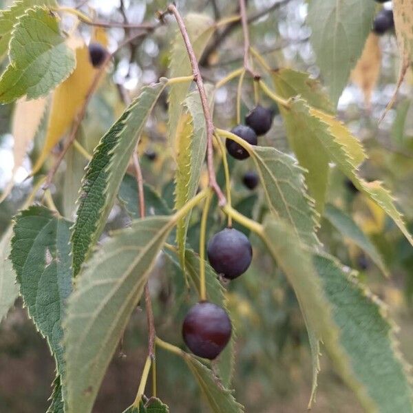 Celtis australis Frukt