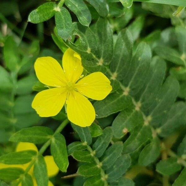 Tribulus cistoides Květ