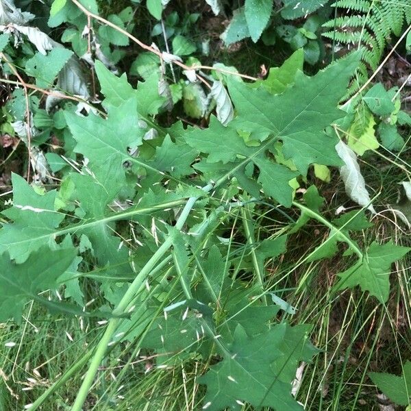 Lactuca muralis Feuille