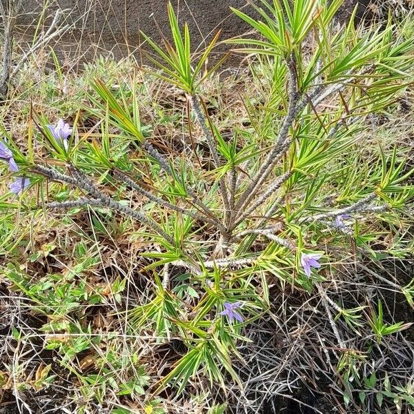 Xerophyta pinifolia ശീലം