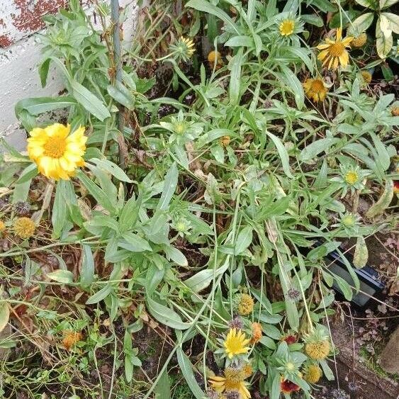 Gaillardia pulchella Habitatea