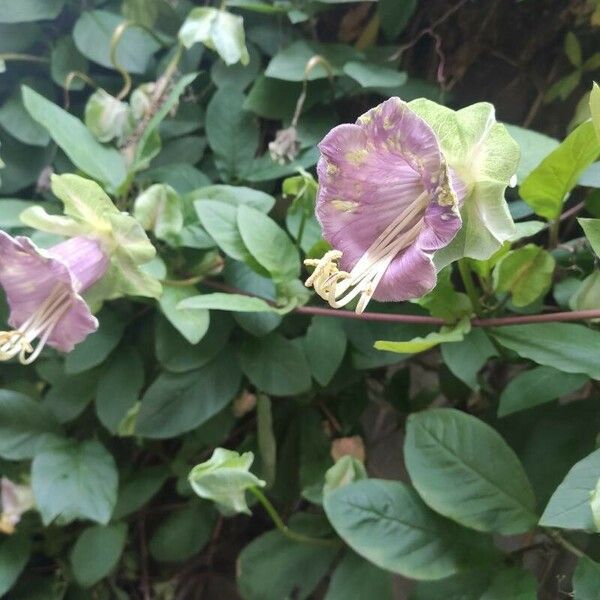 Cobaea scandens फूल