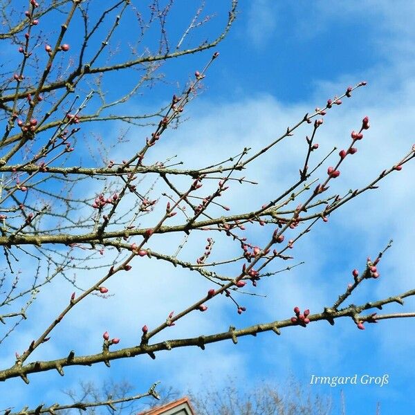 Cercidiphyllum japonicum Other