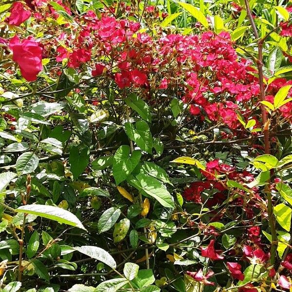 Rosa pendulina Συνήθη χαρακτηριστικά