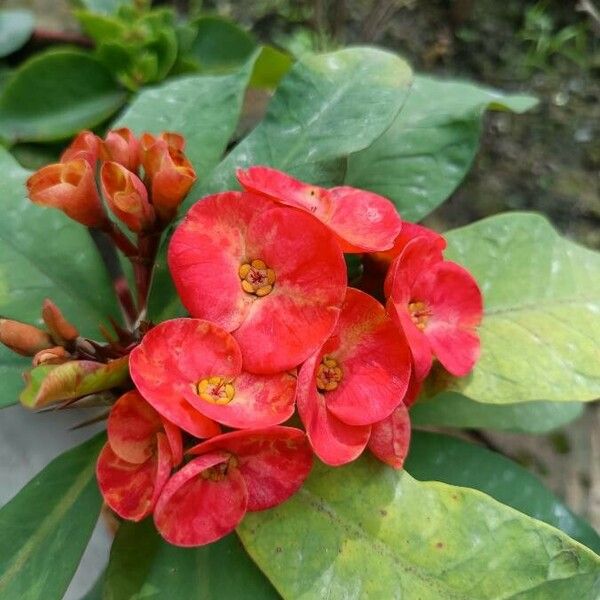 Euphorbia milii Floro